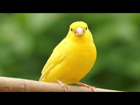 Видео: Звуки птиц... Sounds of birds...