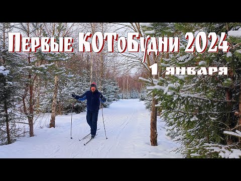 Видео: КОТоБудни, 01.01.2024 г.: Много птиц и зверюшек из нашего окна, лыжи, лес, баня, камин и глинтвейн