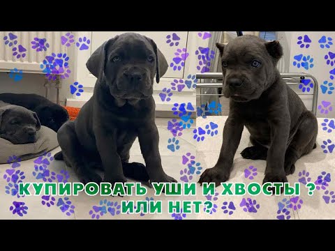 Видео: Кане-корсо, купировать хвосты и уши собаке ? Или не купировать?