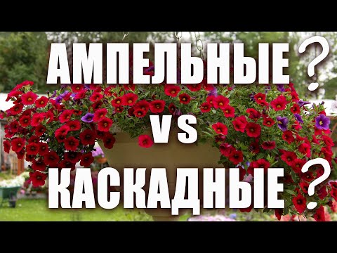 Видео: Ампельные или каскадные?