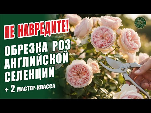 Видео: НЕ НАВРЕДИТЕ! КАК ОБРЕЗАТЬ РОЗЫ АНГЛИЙСКОЙ СЕЛЕКЦИИ. ОБРЕЗКА АНГЛИЙСКИХ РОЗ "ОСТИНОК" ОСЕНЬЮ, ВЕСНОЙ