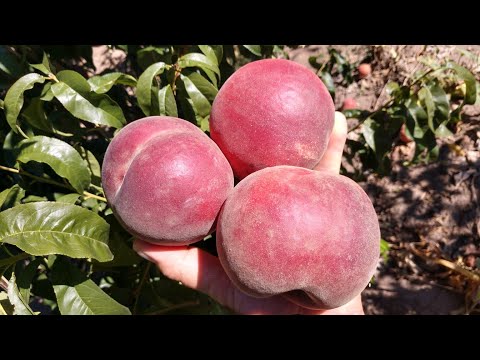 Видео: Персик Світ Дрім. Peach Sweet Dream. Солодкий і гарний крупняк на початок осені. Огляд від Максі Сад