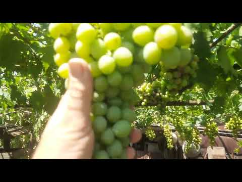 Видео: 2 августа 2025 г.