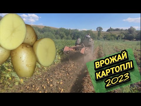 Видео: врожай картоплі 2023 || копання картоплі || як заробити в селі