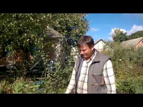 Видео: Результаты экспериментов с черенками малины .