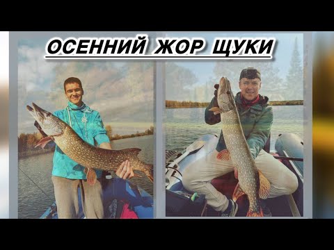 Видео: ОСЕННИЙ ЖОР ЩУКИ! ПРИМАНКА НЕ ВАЖНА, КЛЮЕТ НА ВСЕ!