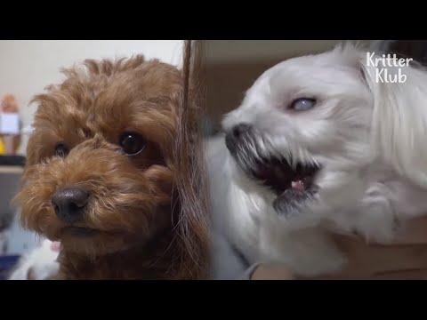 Видео: Мальтийская собака не может остановиться, но рвется в пуделя, потому что (часть 2) | Криттер Клуб