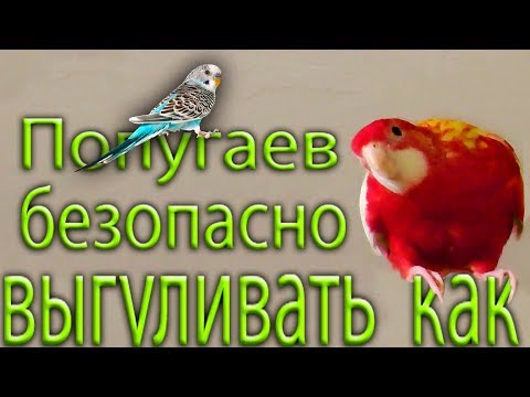 Видео: Как можно выпускать попугаев погулять Розелл Корелл Нимф Волнистых