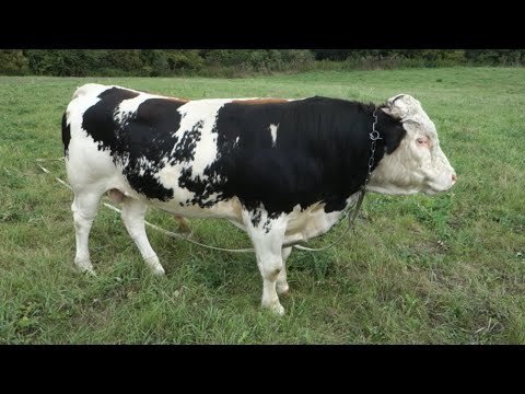 Видео: Привязь для бычков в стойле и на пастбище.