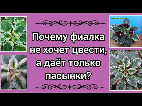 Видео: Почему фиалка не хочет цвести, а растит только пасынки? Как помочь фиалке зацвести?