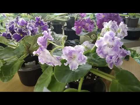 Видео: Как я избавилась от мошек без вреда для фиалок.