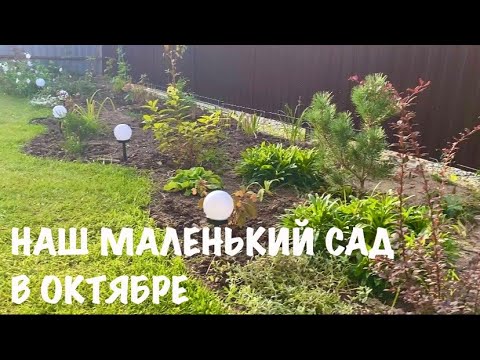 Видео: 🍀МОЛОДОЙ САД В ОКТЯБРЕ| Всей семьей поработали в саду😍| Прогулка по саду