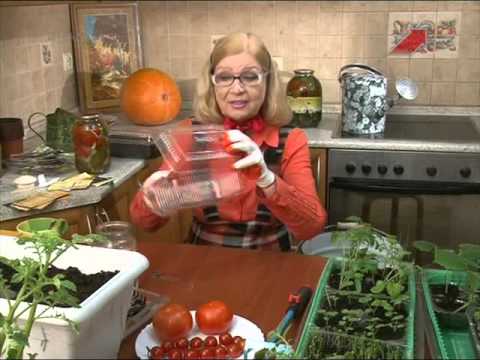 Видео: Лучки Пучки.  Серия 211.  Сеем семена томатов.