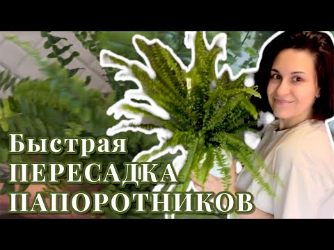 Видео: Быстрая пересадка ПАПОРОТНИКОВ 🌿 стрижка, удаление грунта 