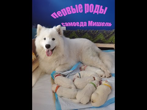 Видео: первые роды собаки Самоед Мишель.Рождение щенков.