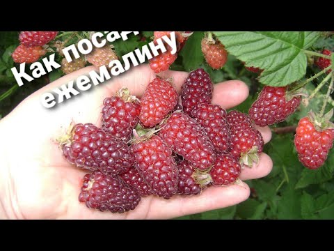 Видео: Как посадить ежемалину. Ежемалина сорт тайберри.
