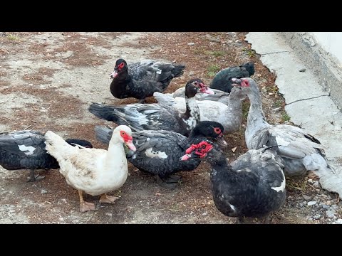 Видео: Индоуткалар аулада жүр. 27.10.2025ж