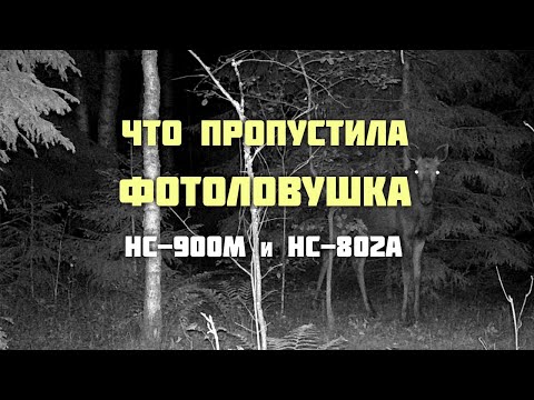 Видео: Что пропустила фотоловушка. HC-900M и HC-802A.