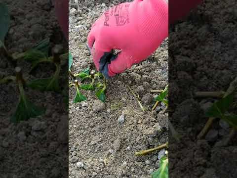 Видео: Черенкование гортензии одревесневшими черенками с результатом