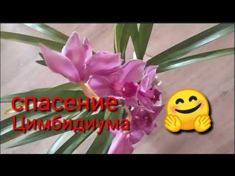 Видео: Цимбидиум.Реанимация.Посадка цимбидиума без корней.