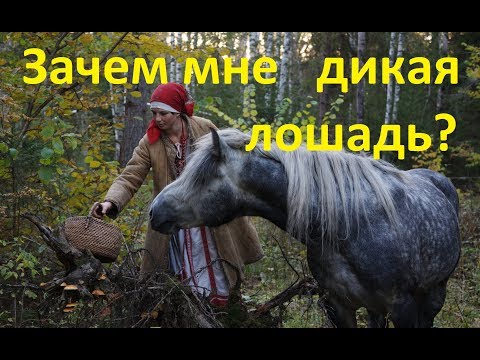 Видео: Зачем мне дикая лошадь?