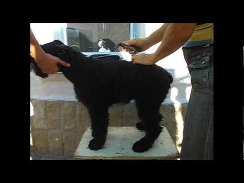 Видео: Уход за шерстью ризеншнауцера. Внешний вид. (краткий обзор для новичков)