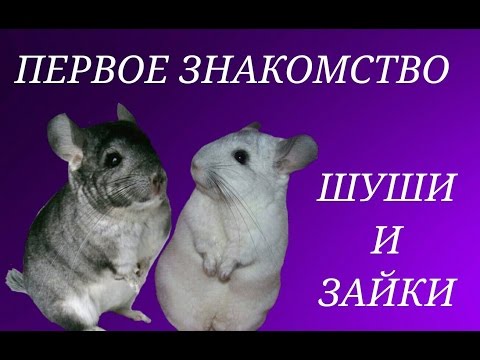 Видео: Первая встреча Шуши и Зайки