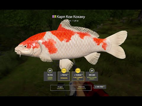 Видео: Проверка имбового фарма серебра на Медном Русская рыбалка 4. РР 4.