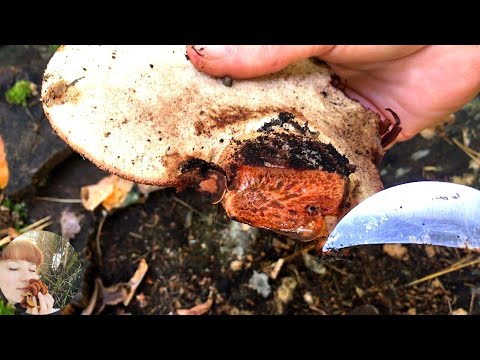 Видео: ГРИБ ЯЗЫК С КРОВЬЮ, Шпальный гриб без шпал и КАК готовить Трутовик серно-желтый. Ч2