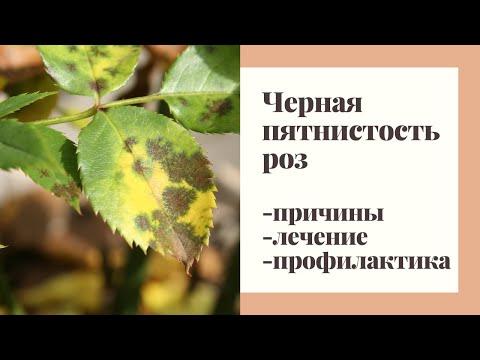 Видео: Черная пятнистость на розах. Что делать ?