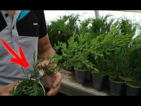 Видео: Результаты укоренения туи и можжевельника