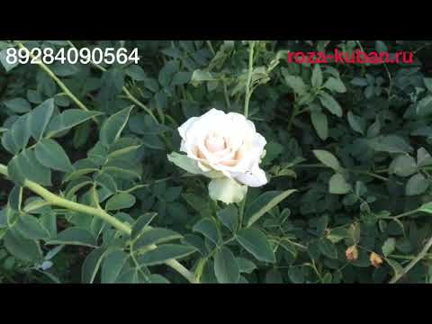 Видео: Почему  роза превращается в шиповник.