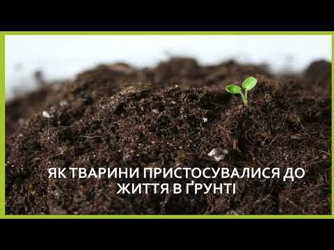 Видео: Як тварини пристосувались до життя в грунті