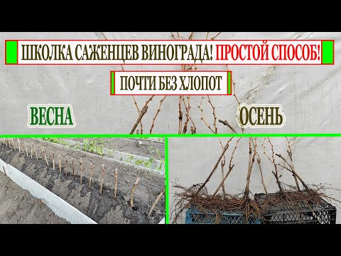 Видео: 🍇 Самое время ВЫСАДИТЬ ЧЕРЕНКИ ВИНОГРАДА в школку. Без БОЛЬШИХ хлопот к осени получаем саженцы.