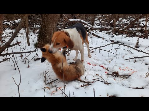 Видео: Охота с Руской пегой гончей  23.11.24г. на лисицу #36