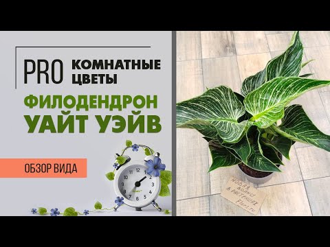 Видео: Филодендрон Уайт Уэйв | эффектное и редкое растение для дома и офиса |Декоративнолиственное растение