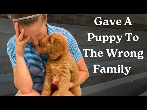 Видео: Не лучший день для меня как заводчика собак