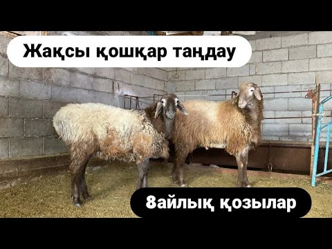 Видео: Еділбай тұқымының басты артышылықтары/ қозы бордақылау.