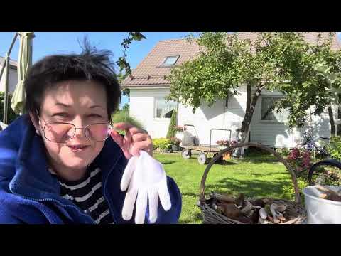 Видео: Включи ЛОКАТОР в ЛЕСУ или набрали БЕЛЫХ 🍄 МАРИНУЮ ГРИБЫ #грибы #2023 #eesti