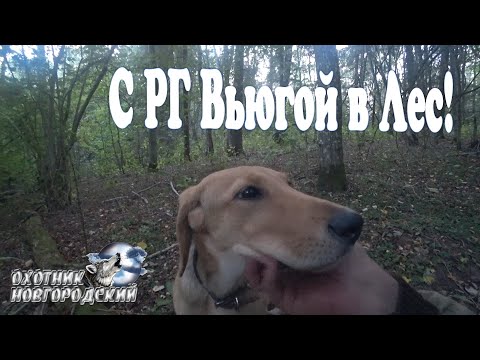 Видео: С РГ Вьюгой в Лес!