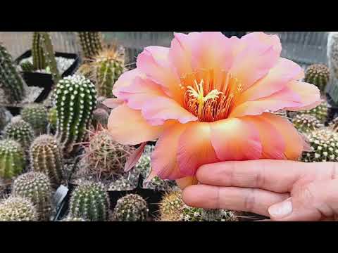 Видео: Цветущие эхинопсисы в конце лета.Шик..