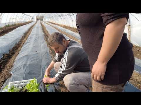 Видео: БЪЛГАРСКАТА ГРАДИНАРСКА ТРАДИЦИЯ част 20