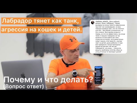 Видео: Лабрадор тянет как танк,агрессия на кошек и детей.Почему и что делать? (Вопрос-ответ)