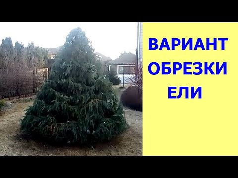 Видео: Компактный конус вместо высокой ели