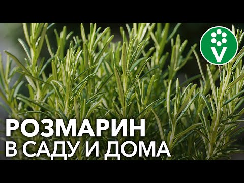 Видео: СЕКРЕТЫ РОЗМАРИНА. Как вырастить полезную пряность из черенков и семян