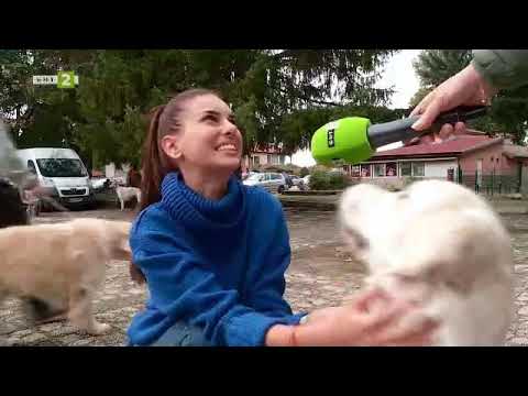 Видео: Приют за бездомни кучета в Първомай, Време за губене – 23.10.2021 по БНТ