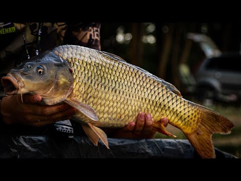 Видео: На новом водоеме КРУПНОЙ РЫБЫ полно,но как ее поймать? Последняя  рыбалка на ФЛЕТ-ФИДЕР летом 2022