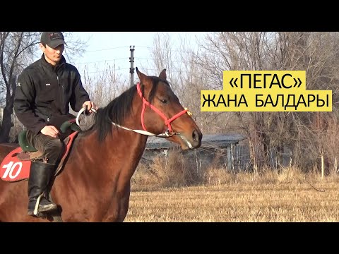 Видео: Руслан Тетуев: "Пегастын" балдары өсүп келатат// "Келечек" командасы эмне болот?