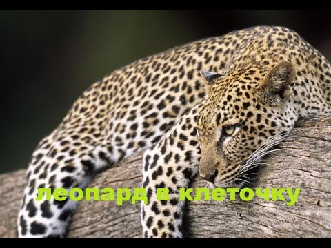 Видео: Лоскутное покрывало 130/215 см. (2023г)