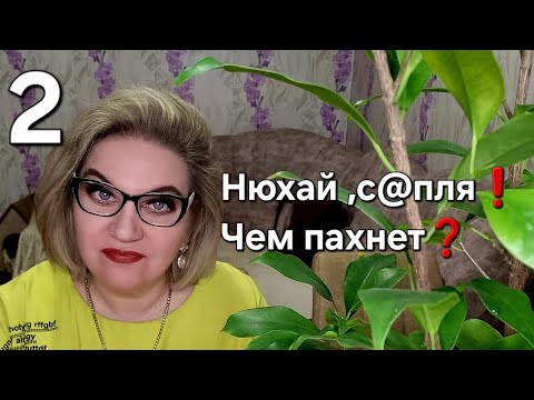 Видео: Нюхает, с@пля❗️Чем пахнет❓️